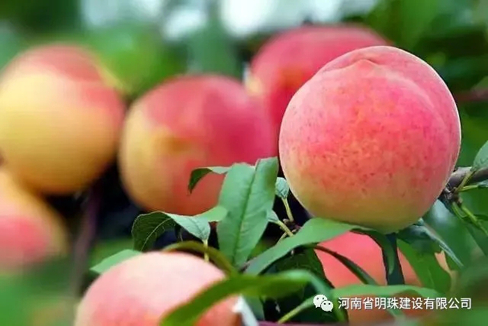 【扶貧】桃子熟了果農(nóng)愁，明珠公司來解憂